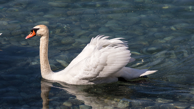 180506 Montreux cygnes 1