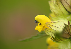 Yellow Rattle Flower