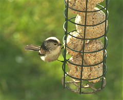 Long Tailed Tit