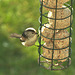 Long Tailed Tit