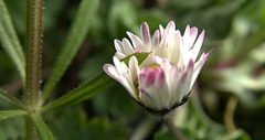 Tinged With Pink