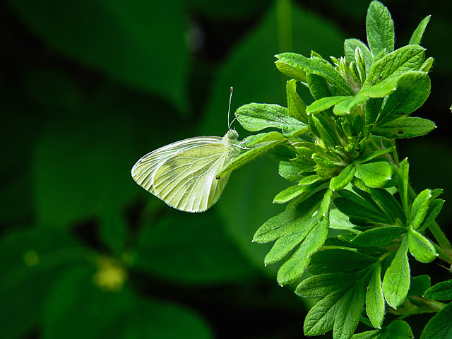 20210708 1401CPw [D~LIP] Kleiner Kohlweißling (Pieris rapae), Fingerstrauch (Potentilla fruticosa), Bad Salzuflen