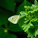 20210708 1401CPw [D~LIP] Kleiner Kohlweißling (Pieris rapae), Fingerstrauch (Potentilla fruticosa), Bad Salzuflen
