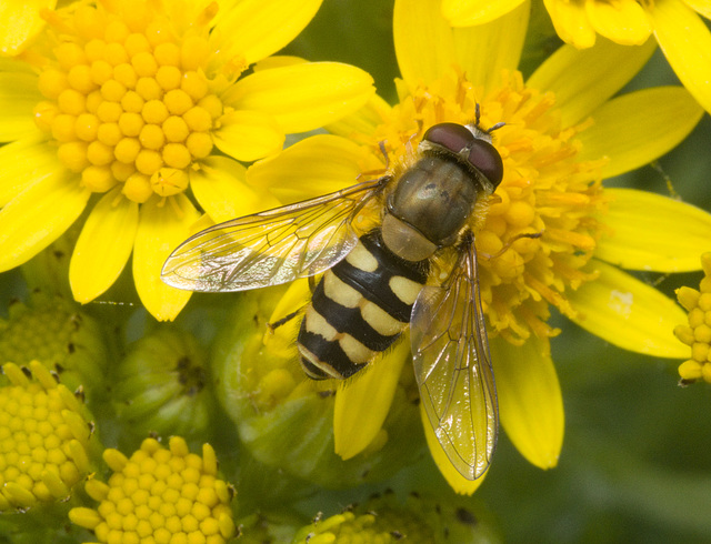 IMG 0436 Hoverfly