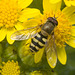IMG 0436 Hoverfly
