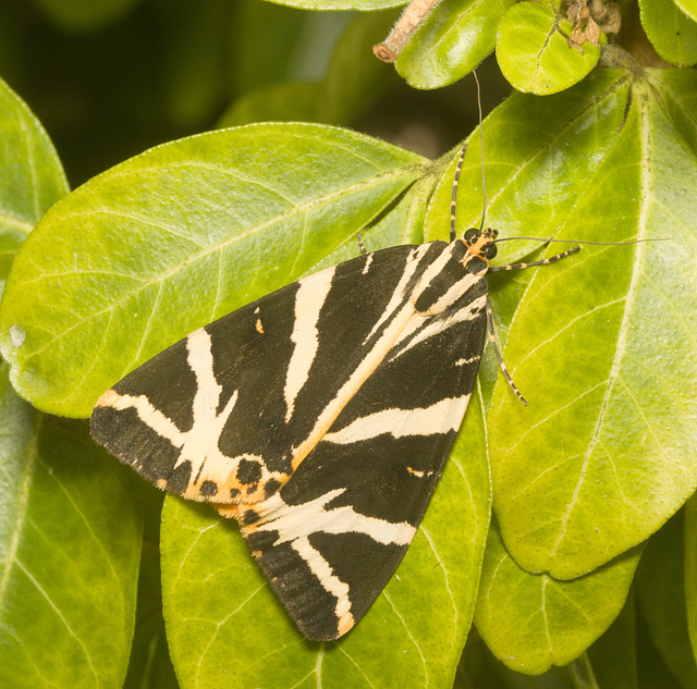 IMG 0789 Jersey Tiger Moth-1