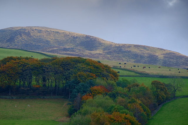 Trees below Kinderlow End