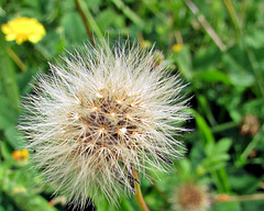 Dandelion.