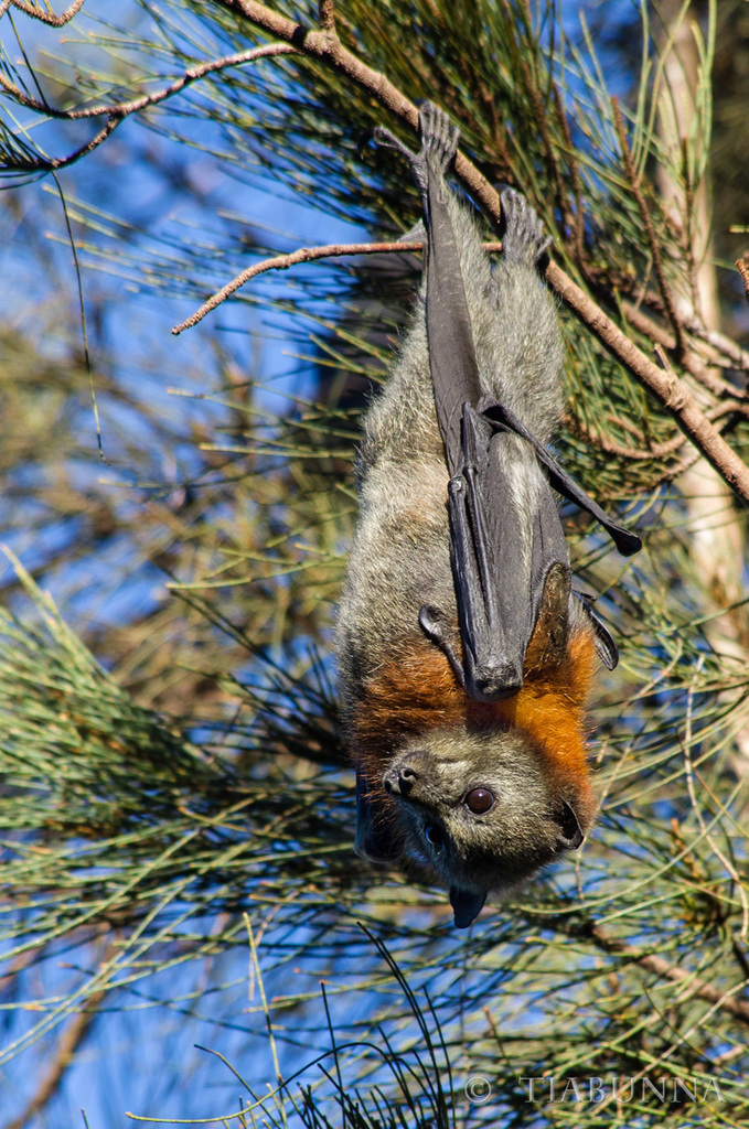 Meet a Flying Fox