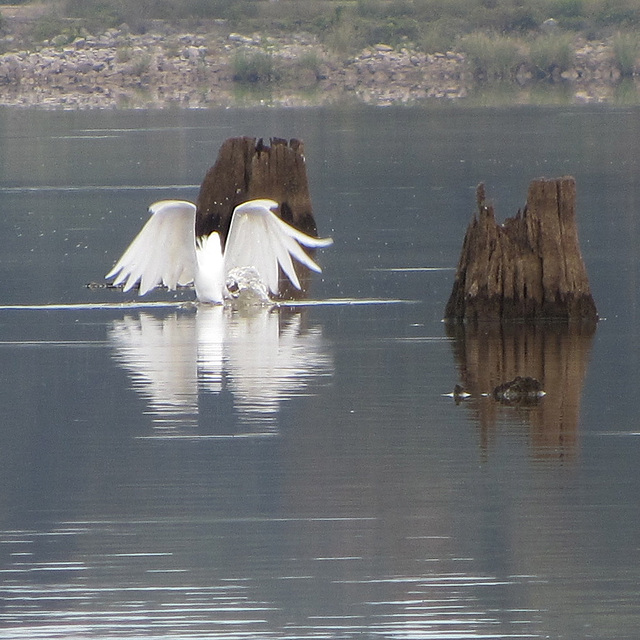 Great egret catching a fish