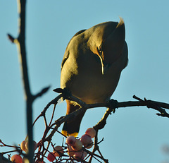 Waxwing in the late sun