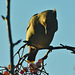 Waxwing in the late sun