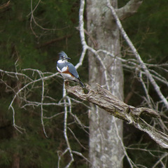 Belted kingfisher (male)