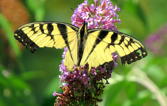 Canada Swallowtail