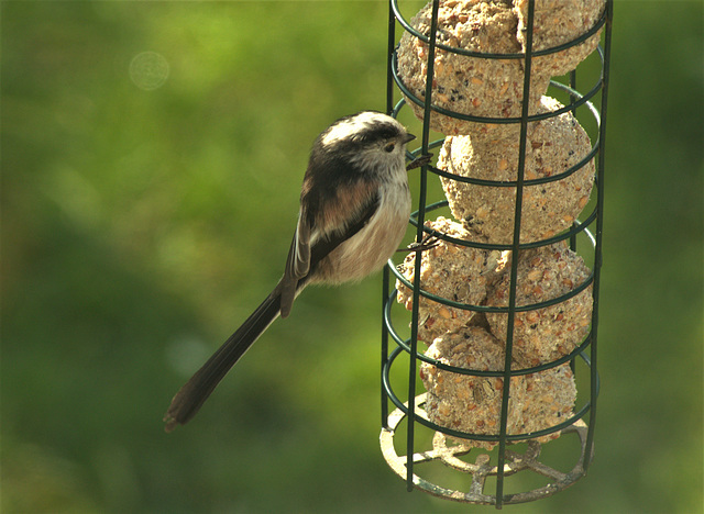 Long Tailed Tit