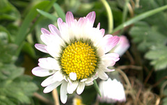 Tinged With Pink