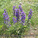 Viper's Bugloss Shoreham 27 6 2011