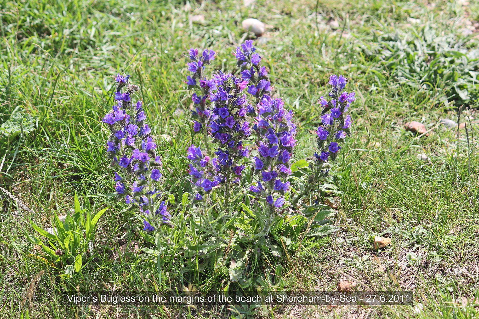 Viper's Bugloss Shoreham 27 6 2011