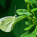 20210708 1402CPw [D~LIP] Kleiner Kohlweißling (Pieris rapae), Fingerstrauch (Potentilla fruticosa), Bad Salzuflen