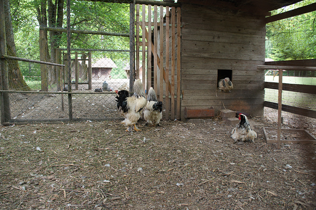 confidential insights into the inside of a hen pen (HFF)