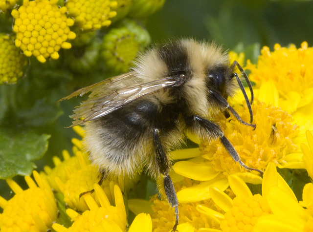 IMG 0448 Bumblebee