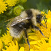 IMG 0448 Bumblebee