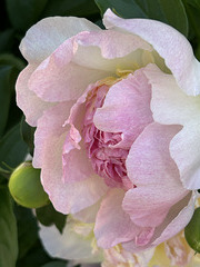 another peony