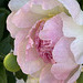 another peony