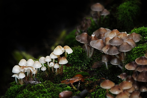 Pilze soweit man schaut - Mushrooms as far as the eye can see