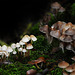 Pilze soweit man schaut - Mushrooms as far as the eye can see