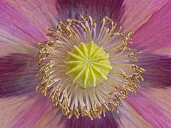Giant Purple Poppy Giant Purple Poppy