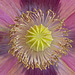 Giant Purple Poppy Giant Purple Poppy