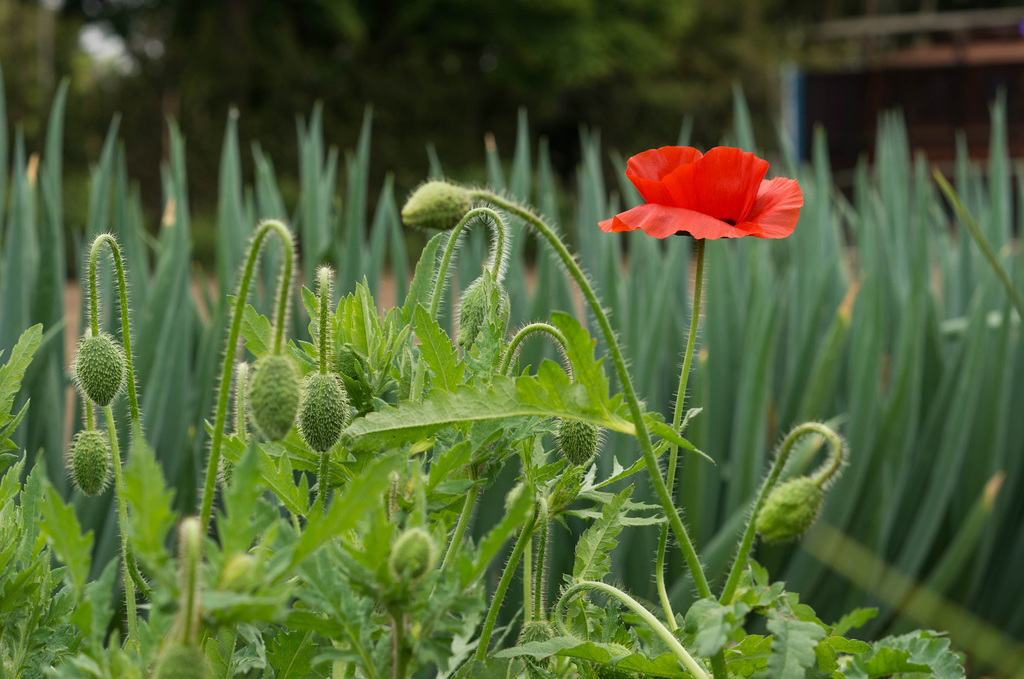 Red poppy