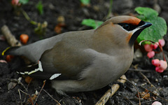 Waxwing