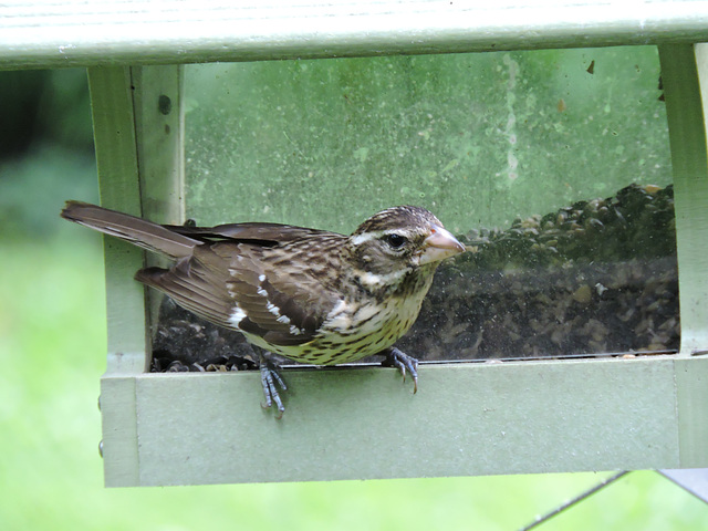 Rose-breasted Grosbeaks