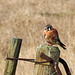 American Kestrel