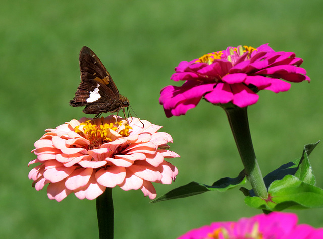 Silver-spotted Skipper (Epargyreus clarus)