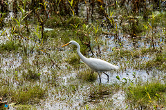 Mamukala Wetlands - Little Egret