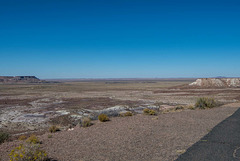 The Petrified forest, Arizona