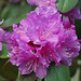 P.J.M Rhododendron