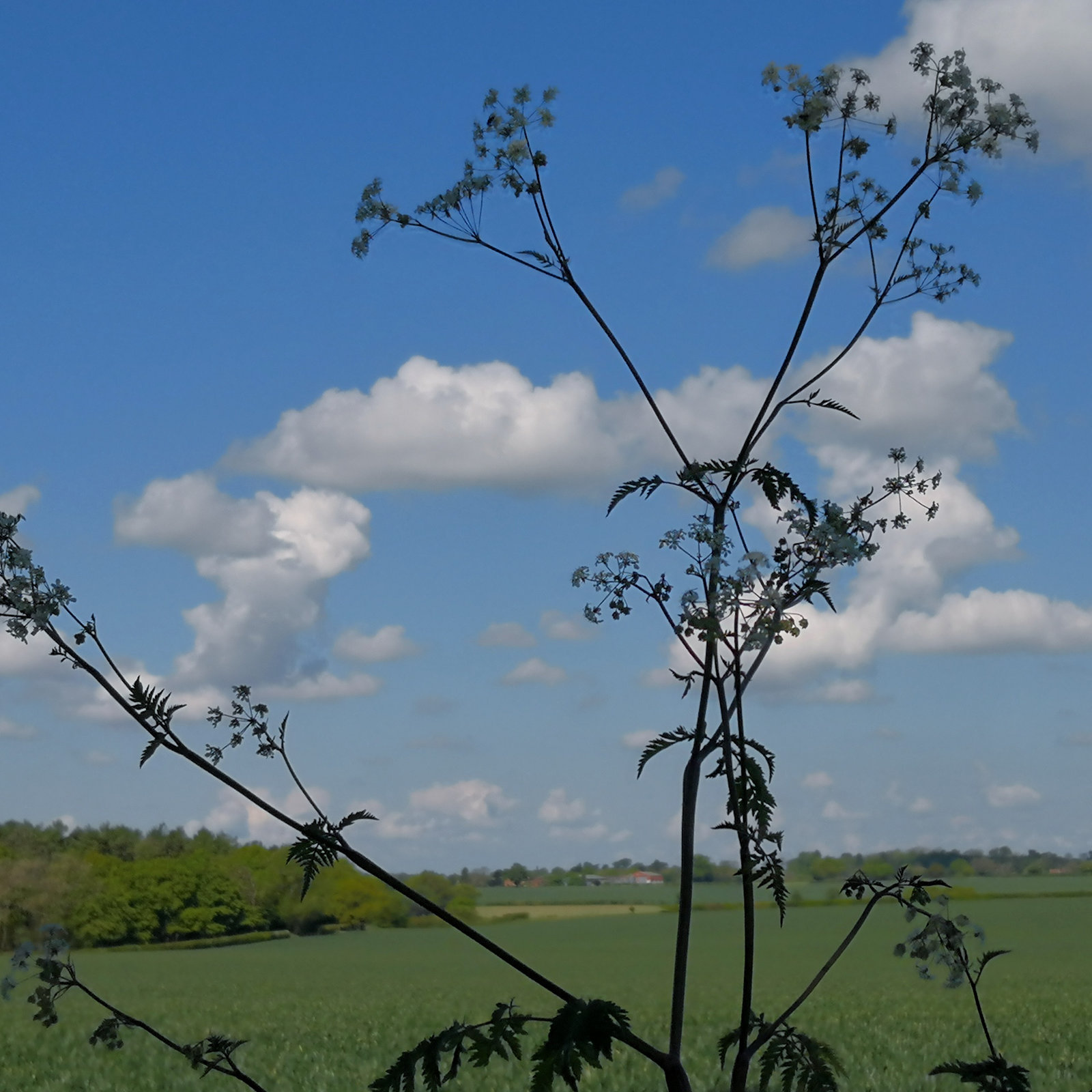 Hertfordshire view