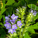 20210708 1403CPw [D~LIP] Rainfarn-Phazelie (Phacelia tanacetifolia) [Büschelschön], Insekt, Bad Salzuflen