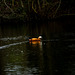 Ruddy shelduck