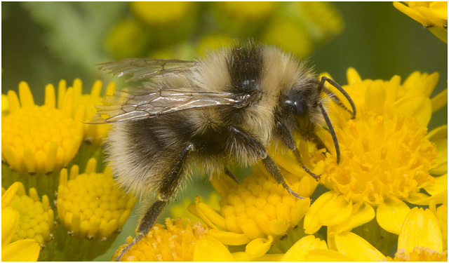 IMG 0450. Bumblebee