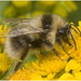 IMG 0450. Bumblebee