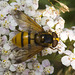 IMG 0819 Volucella Zonaria-2