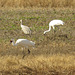 Whooping cranes