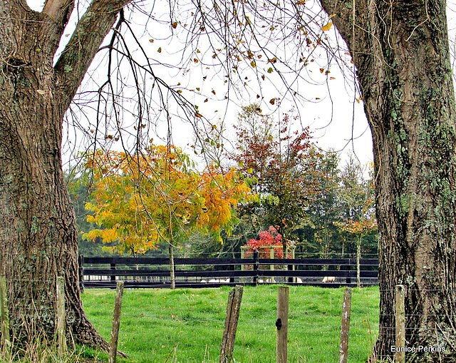 Between Two Trunks.