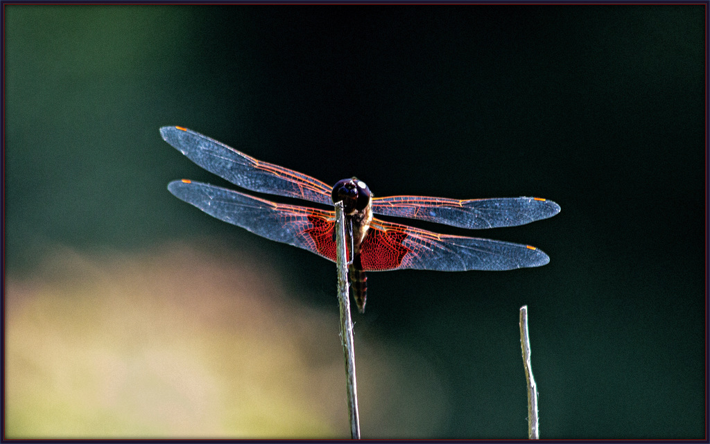 Winged and Caped Beauty - Male (Frontal)