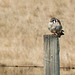 American Kestrel